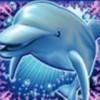 Dolphin Reef online