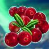 Winter Berries online